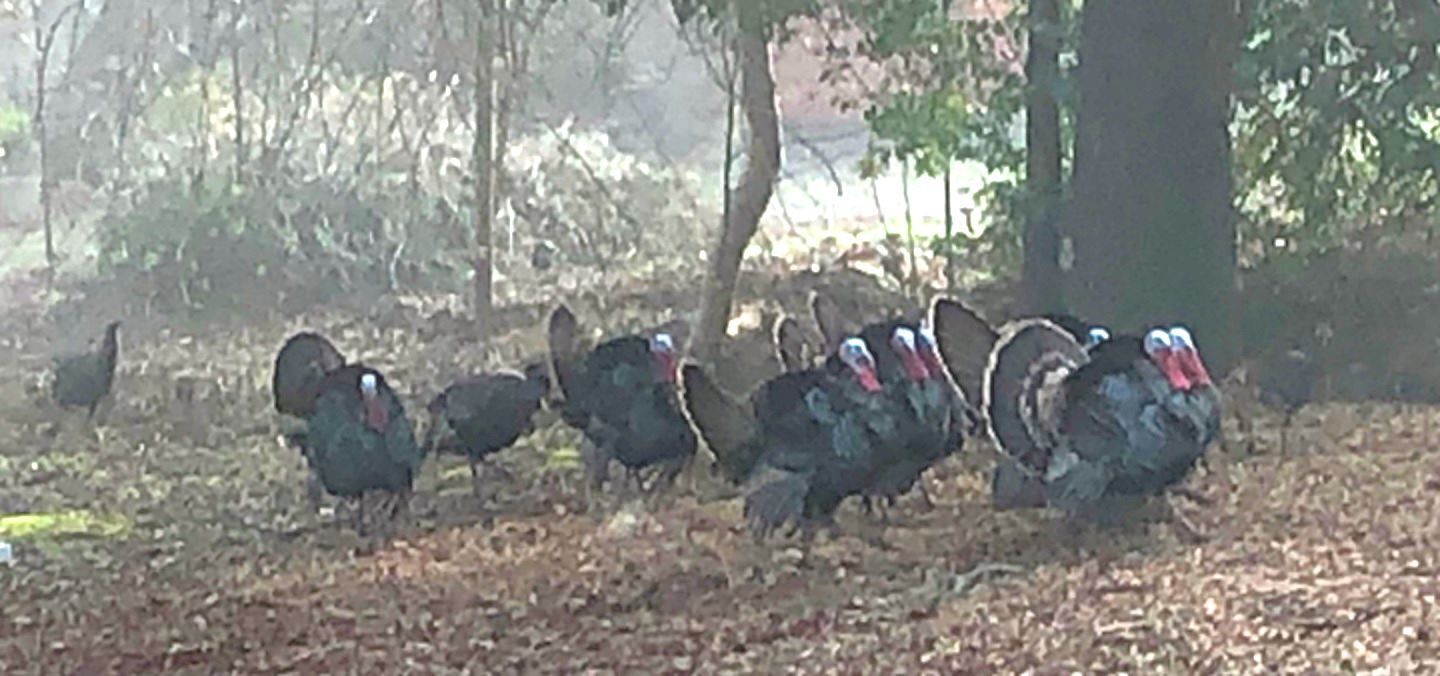 Wild turkeys